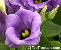 Eustoma grandiflorum, Lisianthus russelianus, Texas Bluebell, Lisianthus, Tulip Gentian