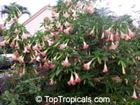 Brugmansia suaveolens, Brugmansia suaveolens hybrids, Datura suaveolens, Angel