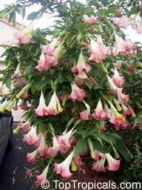 Brugmansia suaveolens - Angel Trumpet 

Click to see full-size image