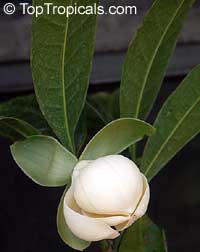 Magnolia coco, Liriodendron coco, Magnolia pumila, Dwarf Magnolia, Cempaka Telur, Cempaka Gondok, Coconut Magnolia Magnolia coco, Liriodendron coco, Magnolia pumila, Dwarf Magnolia, Cempaka Telur, Cempaka Gondok, Coconut Magnolia