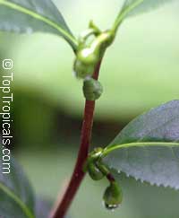 Camellia sinensis, Tea plant