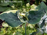 Xanthosoma sagittifolium Xanthosoma sagittifolium