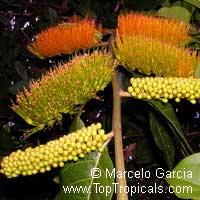 Combretum fruticosum, Orange Flame Vine, Chameleon Vine Combretum fruticosum, Orange Flame Vine, Chameleon Vine