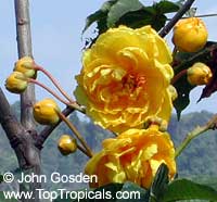 Cochlospermum vitifolium, Buttercup tree, Mountain Cotton, Cotton-tree