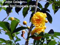 Cochlospermum vitifolium, Buttercup tree, Mountain Cotton, Cotton-tree