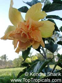 Hibiscus Mrs James Hendry, Hibiscus Mrs James Hendry