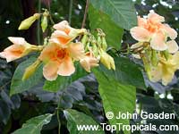 Odontadenia macrantha, Odontadenia grandiflora, Odontadenia speciosa, Echites macrantha, Odontadenia Odontadenia macrantha, Odontadenia grandiflora, Odontadenia speciosa, Echites macrantha, Odontadenia