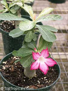 Adenium sp. variegatum, Desert Rose