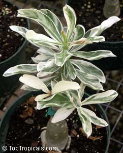 Adenium sp. variegatum, Desert Rose