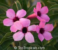 Adenium swazicum, Desert Rose