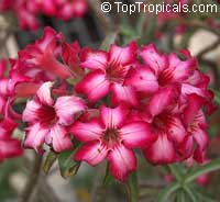Adenium multiflorum, Desert Rose Adenium multiflorum, Desert Rose
