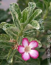 Adenium obesum, Desert Rose, Impala Lily