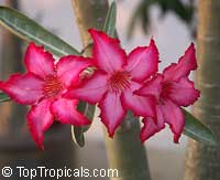 Adenium somalense, Desert Rose Adenium somalense, Desert Rose