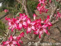 Adenium somalense, Desert Rose Adenium somalense, Desert Rose