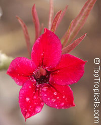 Adenium somalense, Desert Rose Adenium somalense, Desert Rose