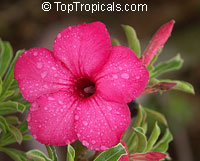 Adenium swazicum, Desert Rose