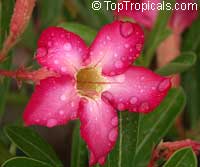Adenium obesum, Desert Rose, Impala Lily
