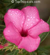 Adenium swazicum, Desert Rose