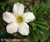 Adenium hybrid, Desert Rose, Impala Lily, Adenium hybrids Adenium hybrid, Desert Rose, Impala Lily, Adenium hybrids