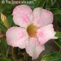 Adenium arabicum, Desert Rose Adenium arabicum, Desert Rose
