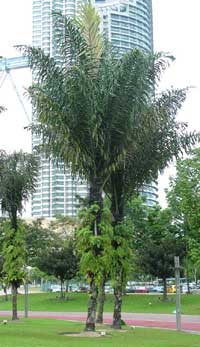 Arenga pinnata, Arenga saccharifera, Sugar Palm, Black Sugar Palm, Gomuti Palm Arenga pinnata, Arenga saccharifera, Sugar Palm, Black Sugar Palm, Gomuti Palm