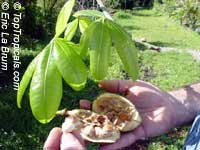 Bombax glabrum, Pachira aquatica, French Peanut, Malabar Chesnut, Guiana Chestnut, Provision Tree Bombax glabrum, Pachira aquatica, French Peanut, Malabar Chesnut, Guiana Chestnut, Provision Tree