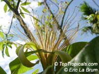 Bombax glabrum, Pachira aquatica, French Peanut, Malabar Chesnut, Guiana Chestnut, Provision Tree Bombax glabrum, Pachira aquatica, French Peanut, Malabar Chesnut, Guiana Chestnut, Provision Tree