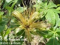 Bombax glabrum, Pachira aquatica, French Peanut, Malabar Chesnut, Guiana Chestnut, Provision Tree Bombax glabrum, Pachira aquatica, French Peanut, Malabar Chesnut, Guiana Chestnut, Provision Tree