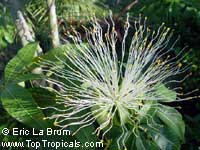 Bombax glabrum, Pachira aquatica, French Peanut, Malabar Chesnut, Guiana Chestnut, Provision Tree Bombax glabrum, Pachira aquatica, French Peanut, Malabar Chesnut, Guiana Chestnut, Provision Tree