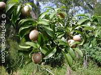 Manilkara zapota, Manilkara achras, Achras sapota, Sapodilla, Ciku, Naseberry, Nispero, Sapote Manilkara zapota, Manilkara achras, Achras sapota, Sapodilla, Ciku, Naseberry, Nispero, Sapote