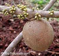 Pouteria sapota, Mamey, Mamey Sapote Pouteria sapota, Mamey, Mamey Sapote