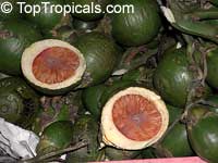 Areca catechu - Betel Nut

Click to see full-size image