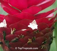 Alpinia purpurata, Red ginger lily
