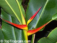 Heliconia sp., Heliconia, Lobster Claw