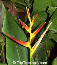 Heliconia sp., Heliconia, Lobster Claw