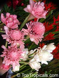 Etlingera elatior, Phaeomeria speciosa, Nicolaio elatior, Torch Ginger