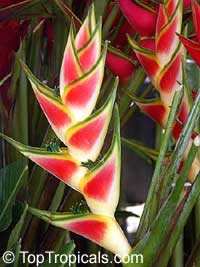 Heliconia caribaea, Lobster Claw, Parrot Beak