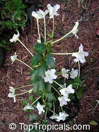 Brunfelsia nitida - Lady of the night

Click to see full-size image