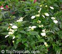 Pseudomussaenda flava, Mussaenda lutea, Mussaenda luteola, Mussaenda glabra, Mussaenda incana, Dwarf Yellow Mussaenda