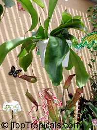 Nepenthes sp.