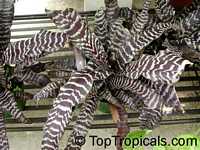 Cryptanthus sp., Cryptanthus, Bromeliad