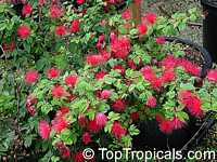 Calliandra emarginata, Inga emarginata, Powderpuff