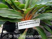 Chlorophytum amaniense, Chlorophytum orchidantheroides, Mandarin Plant, Fire Flash, Fire Glory