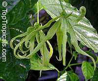 Cananga fruticosa, Cananga odorata var. Fruticosa, Cananga kirkii, Dwarf Ylang-Ylang, Dwarf Chanel #5 Tree