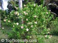 Allamanda violacea Cream, Allamanda Allamanda violacea Cream, Allamanda