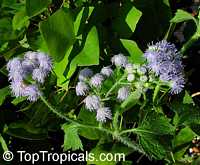 Ageratum houstonianum, Flossflower