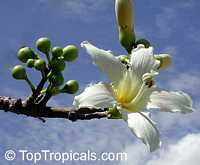 Chorisia insignis, Ceiba insignis, White Floss Silk Tree, Drunken Tree Chorisia insignis, Ceiba insignis, White Floss Silk Tree, Drunken Tree