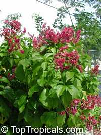 Megaskepasma erythrochlamys, Brazilian Plume, Brazilian Red Cloak