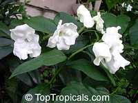 Brunfelsia lactea, Lady of the night