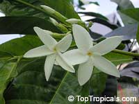 Randia sp. Randia sp.